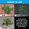 image:imageOrtho GroundClear Weed amp Grass Killer Super Concentrate1 32 fl ozConcentrate  05 gal Bundle